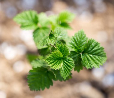 doğa genç Ahududu yaprakları