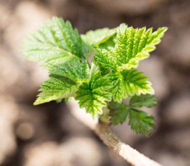 doğa genç Ahududu yaprakları
