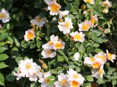 Bush açık havada güzel çiçekler