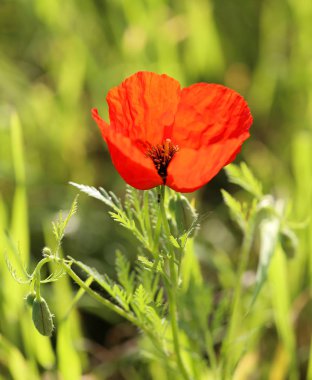 doğada güzel kırmızı gelincik