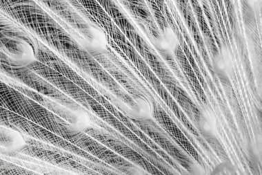 arka plan olarak beyaz tavus kuşu tüyü