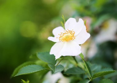 Bush açık havada güzel çiçekler
