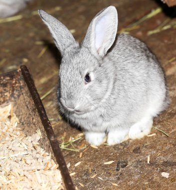 çiftlikte güzel tavşan