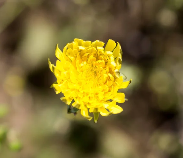 Doğa karahindiba sarı çiçek — Stok fotoğraf