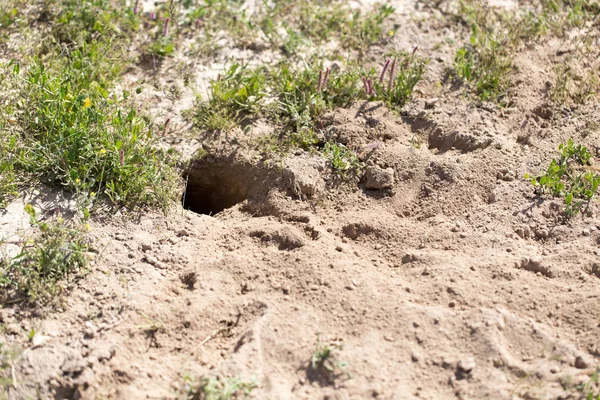 Buraco no animal de terra na natureza — Fotografia de Stock