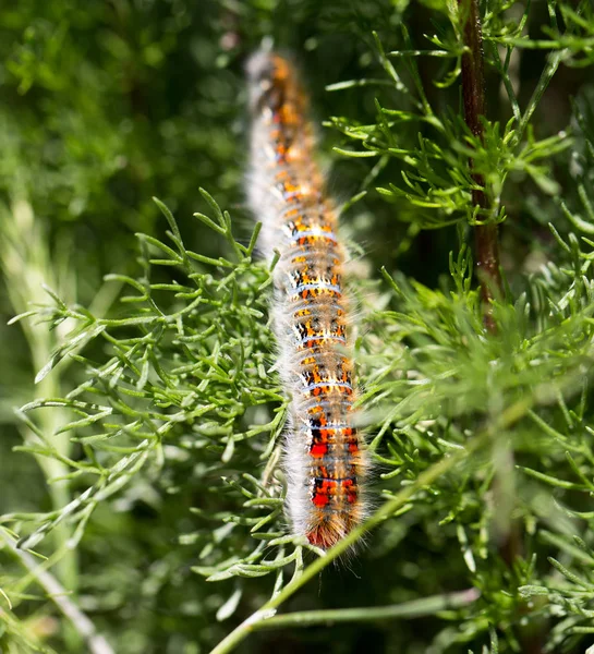 Larv på en växt i naturen. makro — Stockfoto