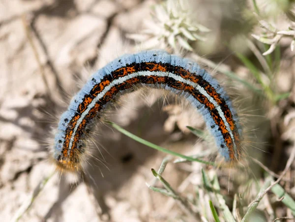 Bruco a terra nella natura primo piano — Foto Stock