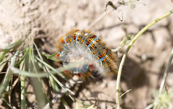 Bruco su una pianta nella natura. macro — Foto Stock