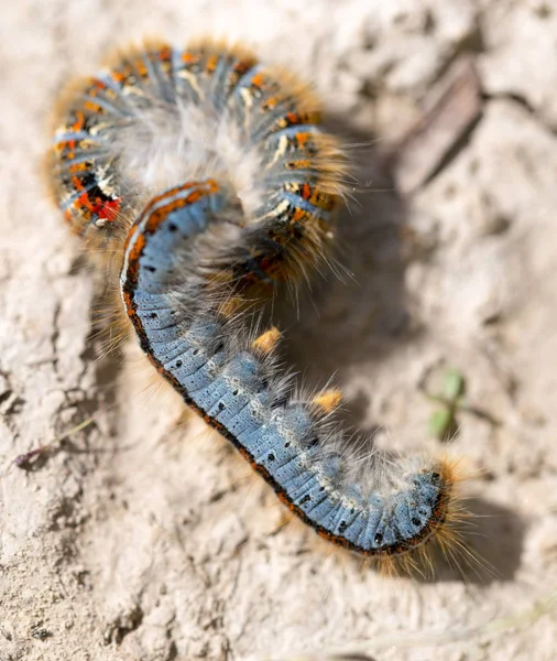 Larv på marken i naturen närbild — Stockfoto