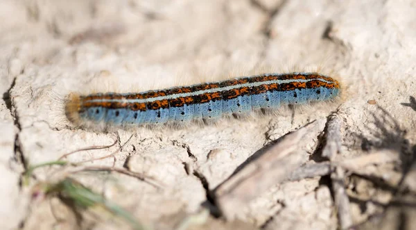 Bruco a terra nella natura primo piano — Foto Stock