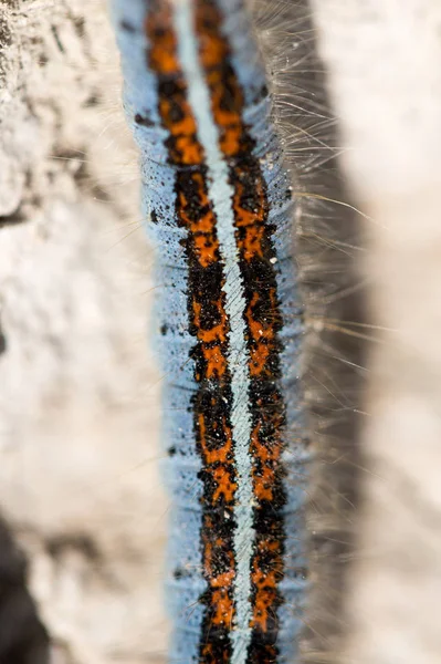 Oruga en el suelo en la naturaleza de cerca —  Fotos de Stock