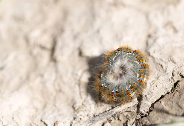 Oruga en el suelo en la naturaleza de cerca — Foto de Stock