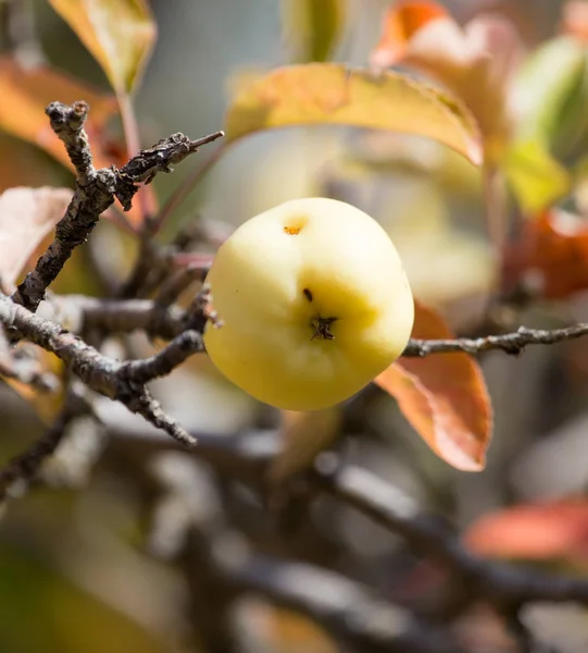 Elma ağacı doğada üzerinde — Stok fotoğraf