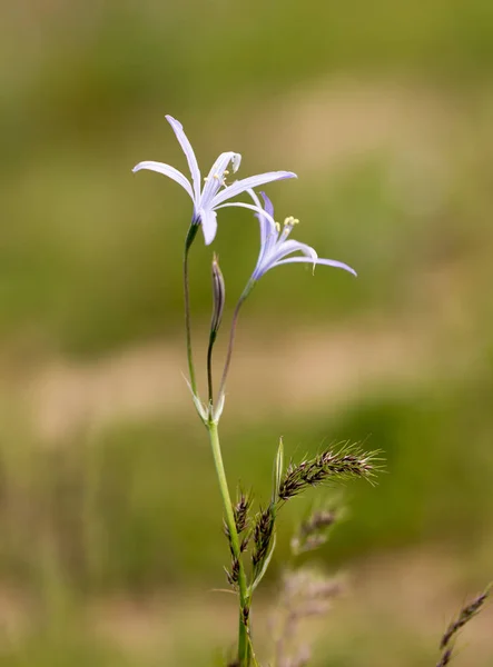 Piękny niebieski kwiat natura — Zdjęcie stockowe