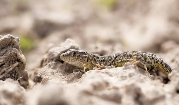 Ödla i marken utomhus — Stockfoto