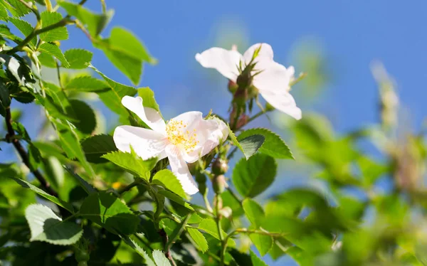 Beautiful white flower on the tree in nature — Stock Photo, Image