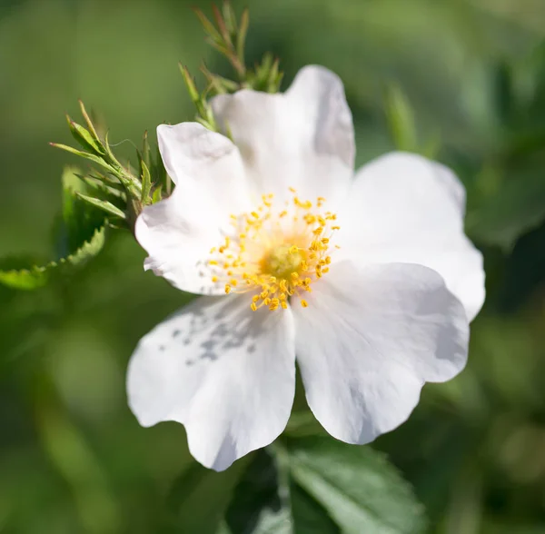 Beautiful white flower on the tree in nature — Stock Photo, Image