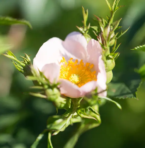 Vacker vit blomma på trädet i naturen — Stockfoto