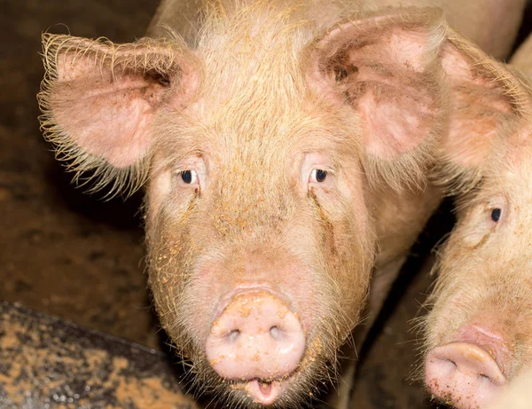 Porträt eines Schweins auf dem Bauernhof — Stockfoto