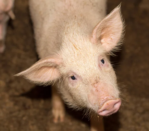 Porträt eines Schweins auf dem Bauernhof — Stockfoto