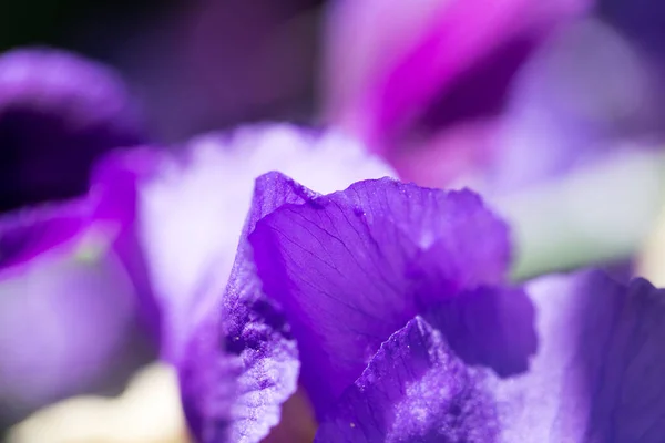 Beautiful blue flower on nature — Stock Photo, Image