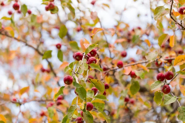 Manzana roja en el árbol en la naturaleza —  Fotos de Stock