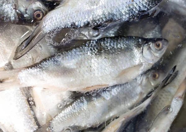 Peixe salgado em salmoura como fundo — Fotografia de Stock