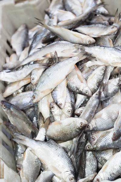 Pesce salato in salamoia come sfondo — Foto Stock