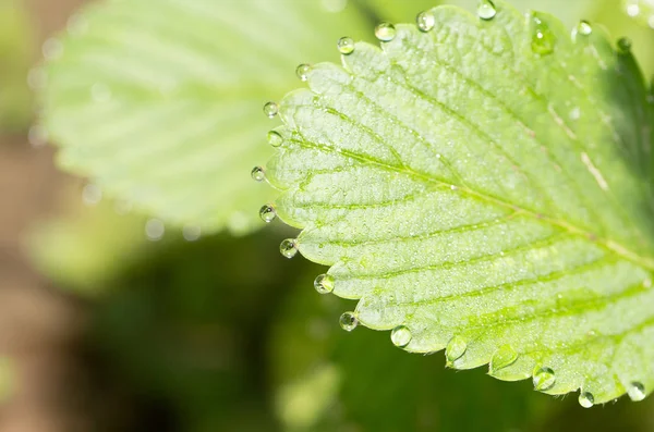 Dauwdruppels op een groen blad aardbeien. Macro — Stockfoto