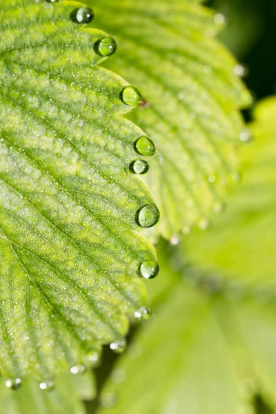 Dauwdruppels op een groen blad aardbeien. Macro — Stockfoto