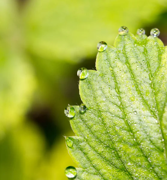 Капли росы на клубнику зеленого листа. macro — стоковое фото