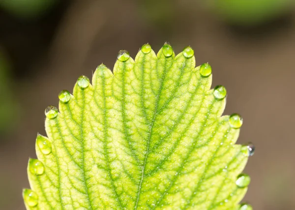 Las gotas del rocío sobre las fresas verdes de hoja. macro — Foto de Stock