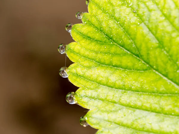 Droppar dagg på gröna löv jordgubbar. makro — Stockfoto