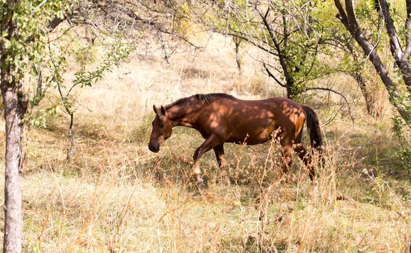 自然界の牧草地にいる馬は — ストック写真