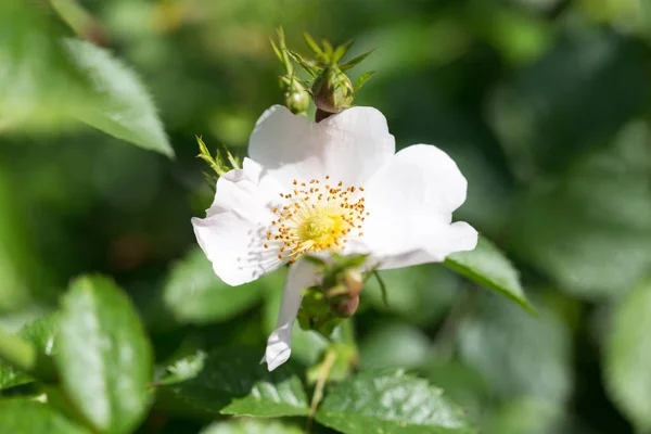 Piękny biały kwiat na drzewie w przyrodzie — Zdjęcie stockowe