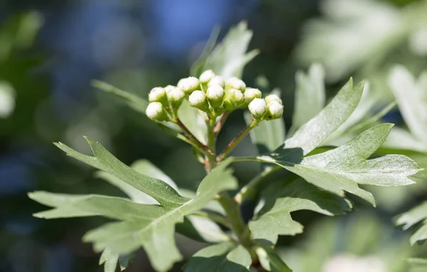 Beautiful white flower on the tree in nature — Stock Photo, Image