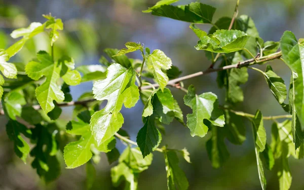 Feuilles vertes sur l'arbre dans la nature — Photo