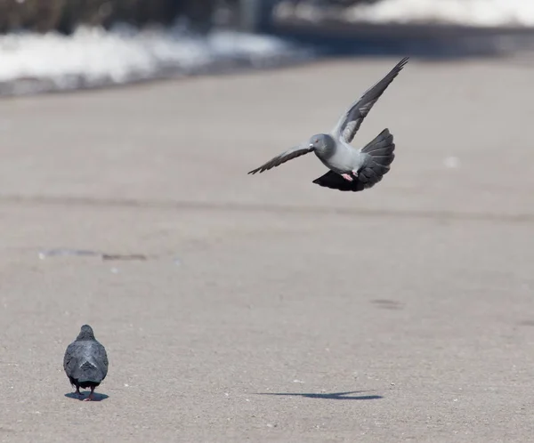 Dove in flight in city — Stock Photo, Image