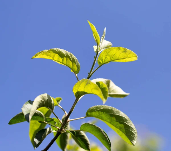 Leaves on a tree against the blue sky — Stock Photo, Image