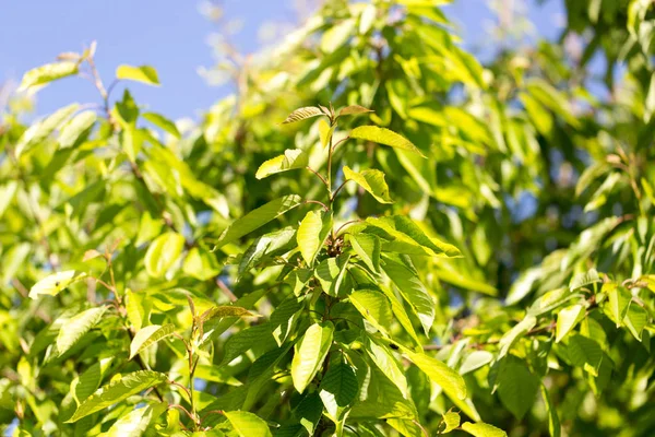 Leaves on a tree against the blue sky — Stock Photo, Image