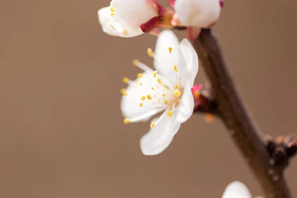 Apricot flowers on a tree in nature — Stock Photo, Image