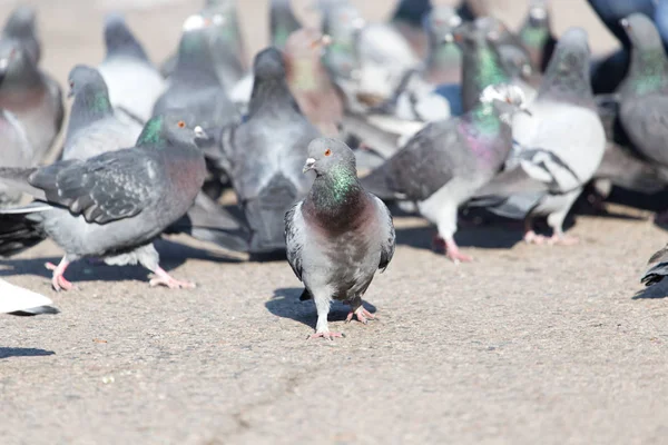 Un troupeau de pigeons dans la ville — Photo