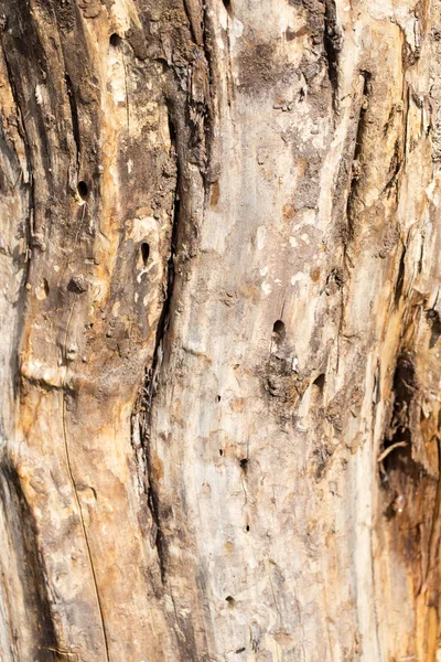 Tronco de árbol viejo como fondo —  Fotos de Stock