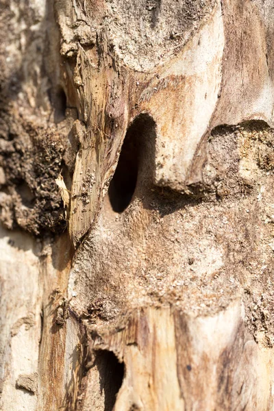 Tronco de árbol viejo con escarabajos de corteza —  Fotos de Stock