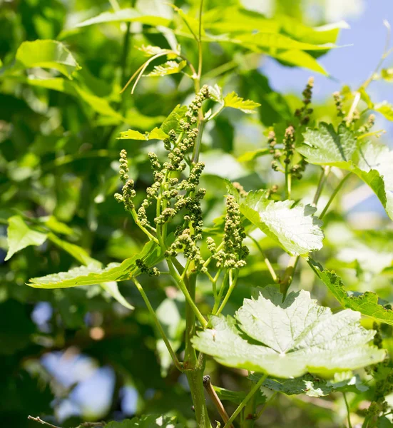 Молодые зеленые листья винограда в качестве фона — стоковое фото