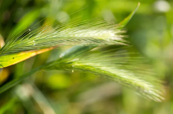 Zelená tráva s ušima na přírodu — Stock fotografie