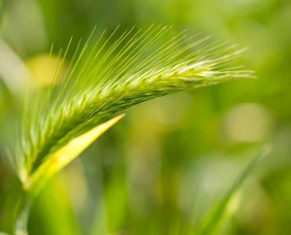 Hierba verde con orejas en la naturaleza —  Fotos de Stock