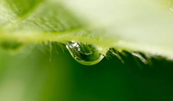 Gotas de orvalho em uma folha verde morangos. macro — Fotografia de Stock