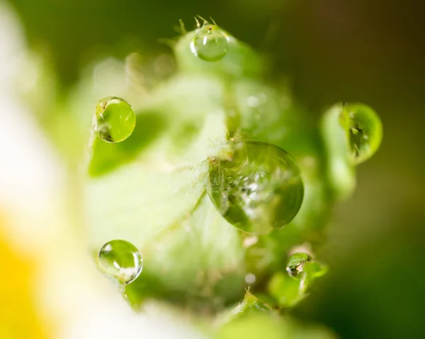 Las gotas del rocío sobre las fresas verdes de hoja. macro — Foto de Stock