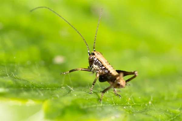 Sprinkhaan op een groen blaadje. macro — Stockfoto